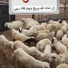 فران بلدي للتربيه صنف على 450
