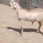 مشروع فحل درماني