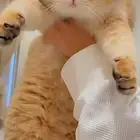 قط نادر جدا منتج