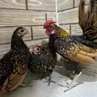 طقمين سبرايت