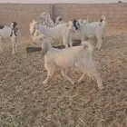 معزاء مراح طيبه