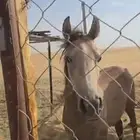 مهر العمر سنه وثلاثه اشهر