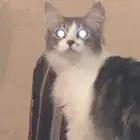 قطه للتبني