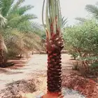 نخل القصيم المثمرة