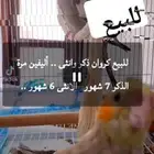 للبيع جوز كروان فروخ اليفة الذكر 7 شهور الانثى 6 شهور