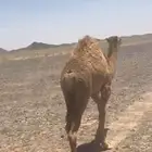حواره سمين