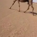 للبيع 3 من الابل
