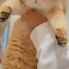 سكوتش منتج للبيع في الرياض