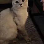 قطط