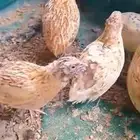 سمان فري لاحم للبيع ومتوفر تنظيف و تجهيز