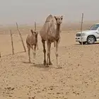 للبيع خلفه ساحليه كفو ديس وحليب