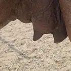 للبيع خلفه ساحليه معه قعود كفوللبيع خلفه ساحل