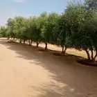 اشجار زيتون