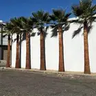 يوجدلدينا نخل واشنطني وعربي واشجارالزيتون
