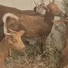 تيوس دهم ثلاجه بخميس مشيط مذبوحه واصله الى حدك