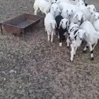 رخال نظيفه العدد 20 مقاني سمان