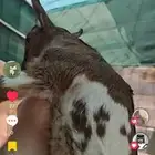 جفرة وتيس قزمي مهجن مع وعل