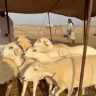 سلام عليكم نعرض لكم غنم حري دفيع حرش جروم عددها 65