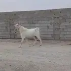 تيس هولندي فحل