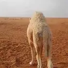 قعود أوضح طايش عمره سبعه شهور