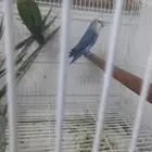 للبيع طيور روز