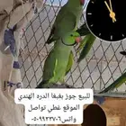 بغبغاء الدره الهندي عصافير تقدر تالف عل يدك يتكلم