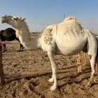 عشرا بولدها تصلح ضروبه والثانيه لقحه