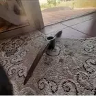 كزمة قديمة مرة وباقي جديدة