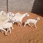 غنم حريات متابيع