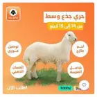 أضاحي جدة اضحيه حري نعيمي سواكني تيوس مع الذبخ والتوصيل