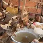 صوص بلدي حي بحره