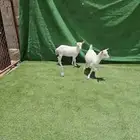 ماعز قزم بيور جاهز للإنتاج