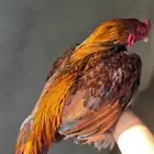 طقم ميوالي سنفور