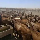 اغنام طيبه من ثلاثه شهور لاربع شهور