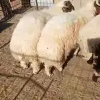 خرفان نعيمي طيبات بالحيل