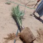 يتوفر الدينا نخيل عربي ممتاز الطلب حسب النوع المطلوب والمقاس