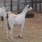 عنز بيشيه