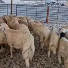 ذبايح حري نعيم سواكن تيوس