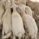 ذبايح حري تيوس سواكن