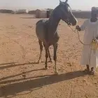 حصان مهر أشعل واهو أصيل