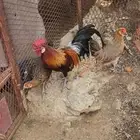 دجاج فونكس