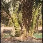 زراعة النخيل