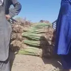 زراعه النخيل داخل وخارج المملكه