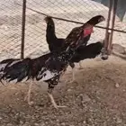دجاج سندي للبيع (تم البيع )