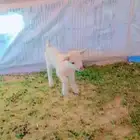 للبيع تيوس قزميه