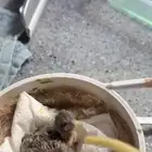 فراخ ياسمين قري