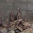 غراغير إنتاج محميه مشروطه كفو