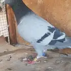 حمام زاجل