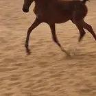 مهره شو فاخره بخميس مشيط