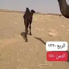 حاشي لباني فاخر سوا ثلاجة أو مناسبات بالكيلو ماعندي